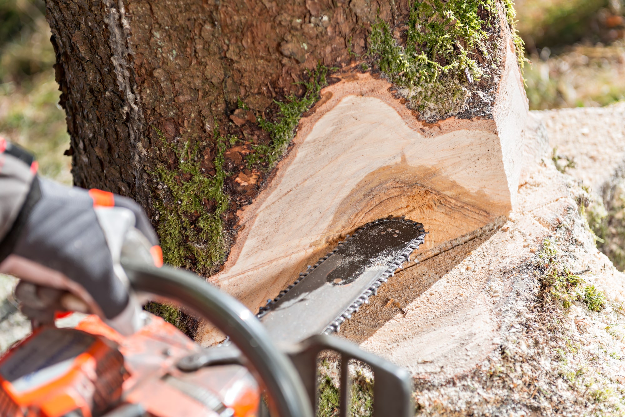 felling a tree in waldorf maryland felling a tree in waldorf maryland