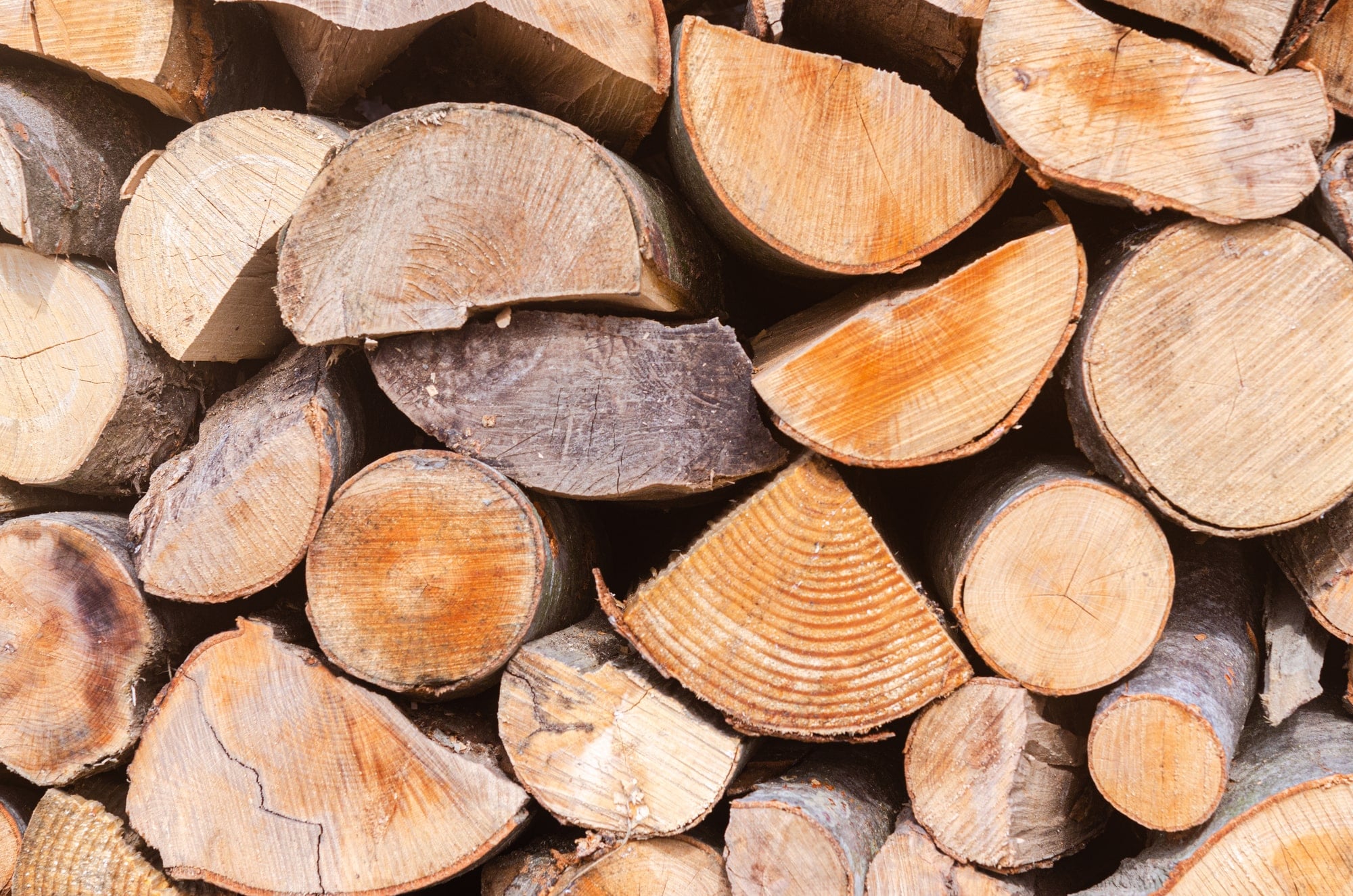types of trees we harvest types of trees we harvest